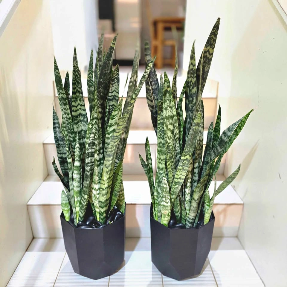 2 BIG Snake Plants with decorative stones and planters! - photo 3