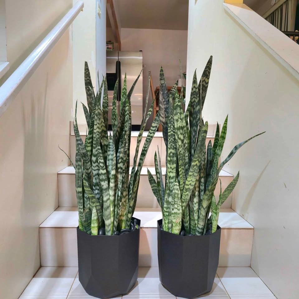 2 BIG Snake Plants with decorative stones and planters! - photo 4
