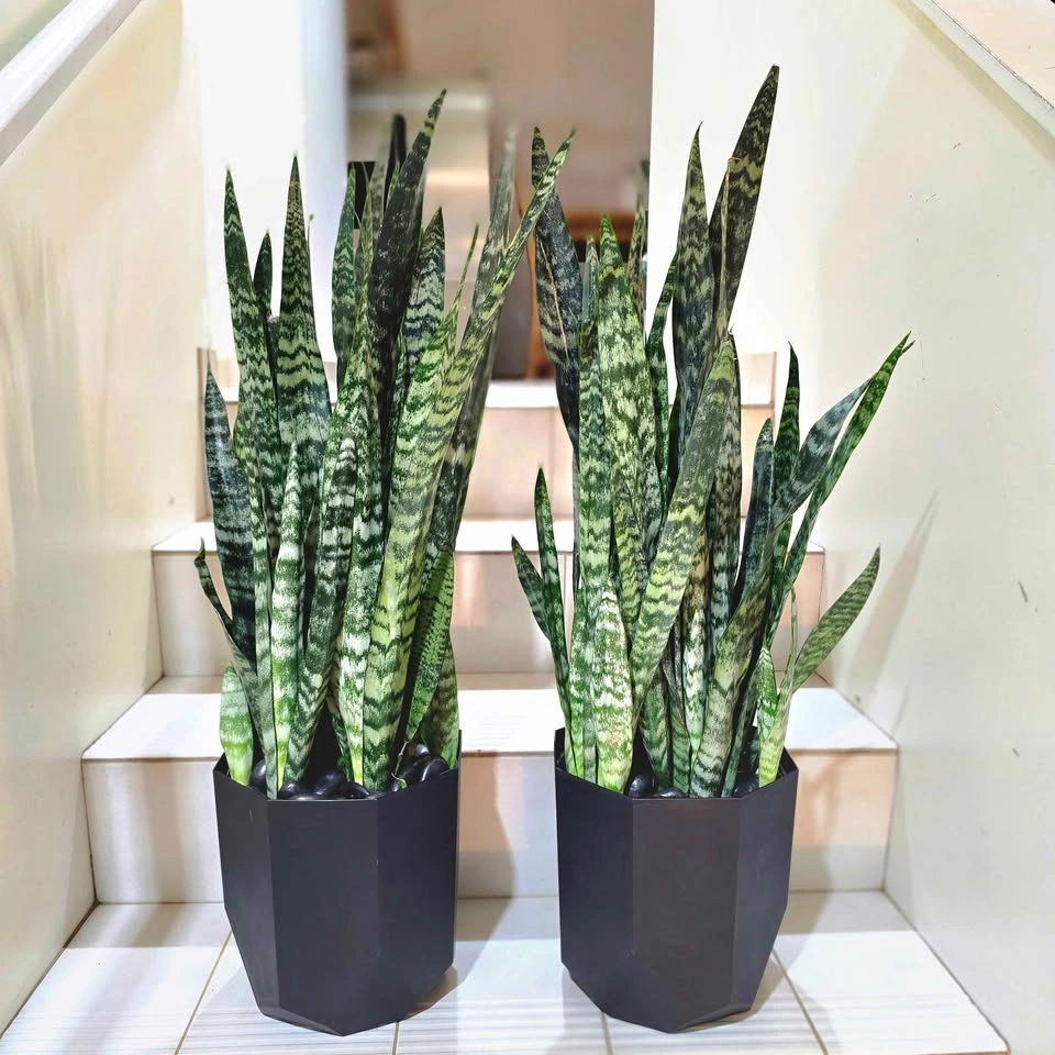 2 BIG Snake Plants with decorative stones and planters! - photo 5