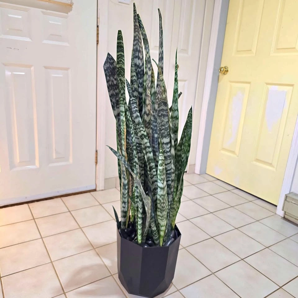 Snake Plant with Stones and Planter