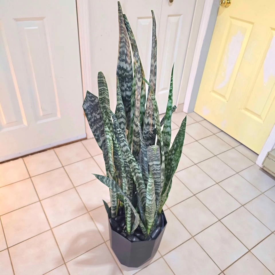 Snake Plant with Stones and Planter - photo 2