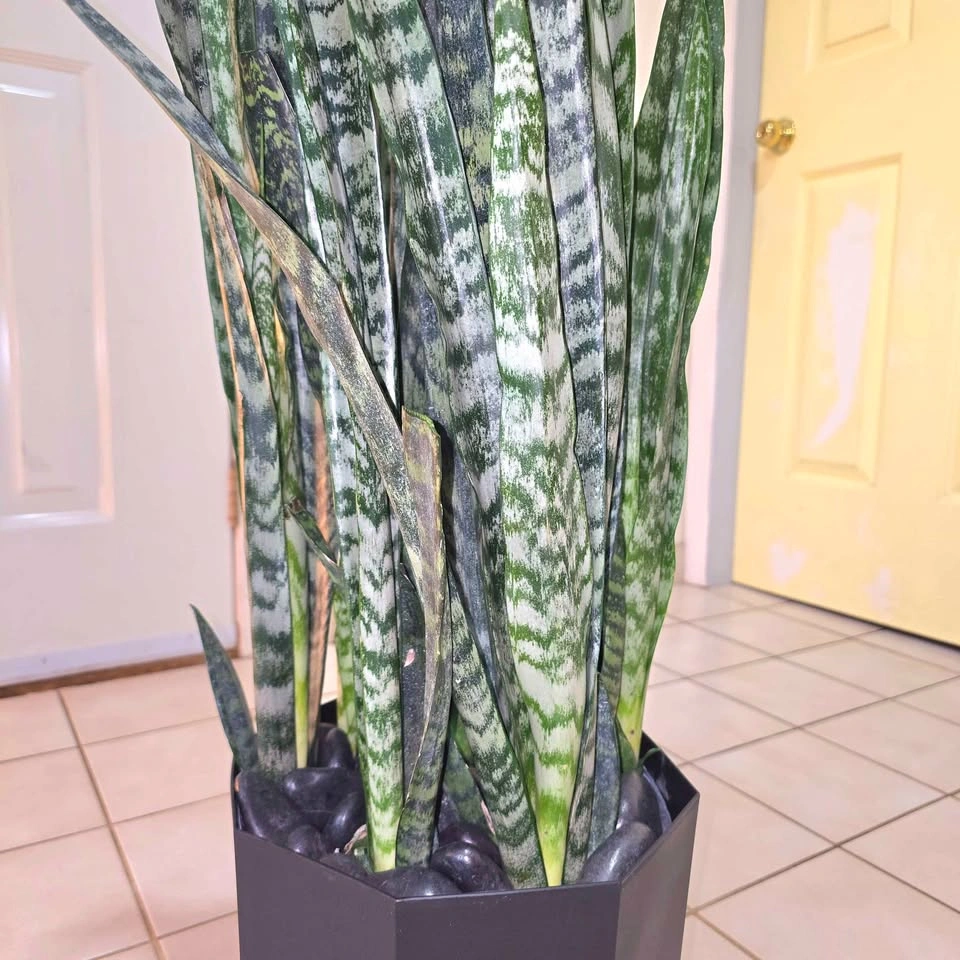Snake Plant with Stones and Planter - photo 3