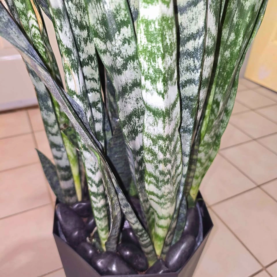 Snake Plant with Stones and Planter - photo 4