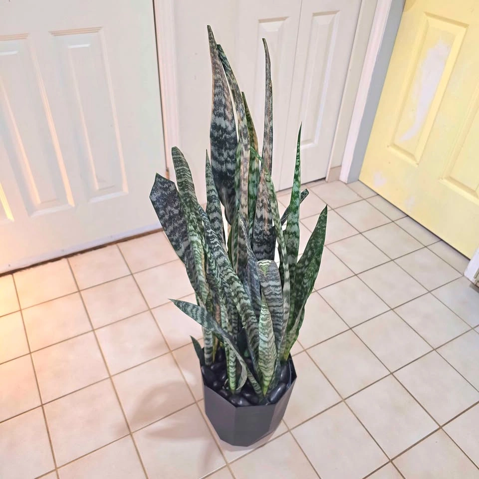 Snake Plant with Stones and Planter - photo 5