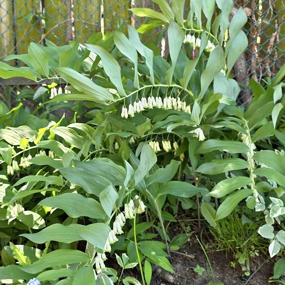 Solomon's Seal, or Polygonatum (shade-loving perennial)