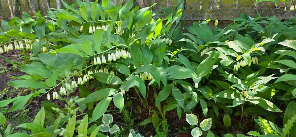 Solomon's Seal, or Polygonatum (shade-loving perennial) - photo 2
