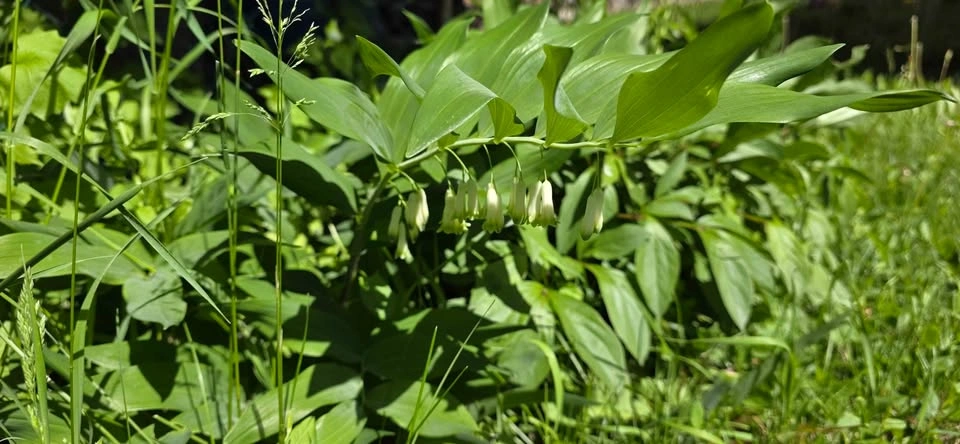 Solomon's Seal, or Polygonatum (shade-loving perennial) - photo 3