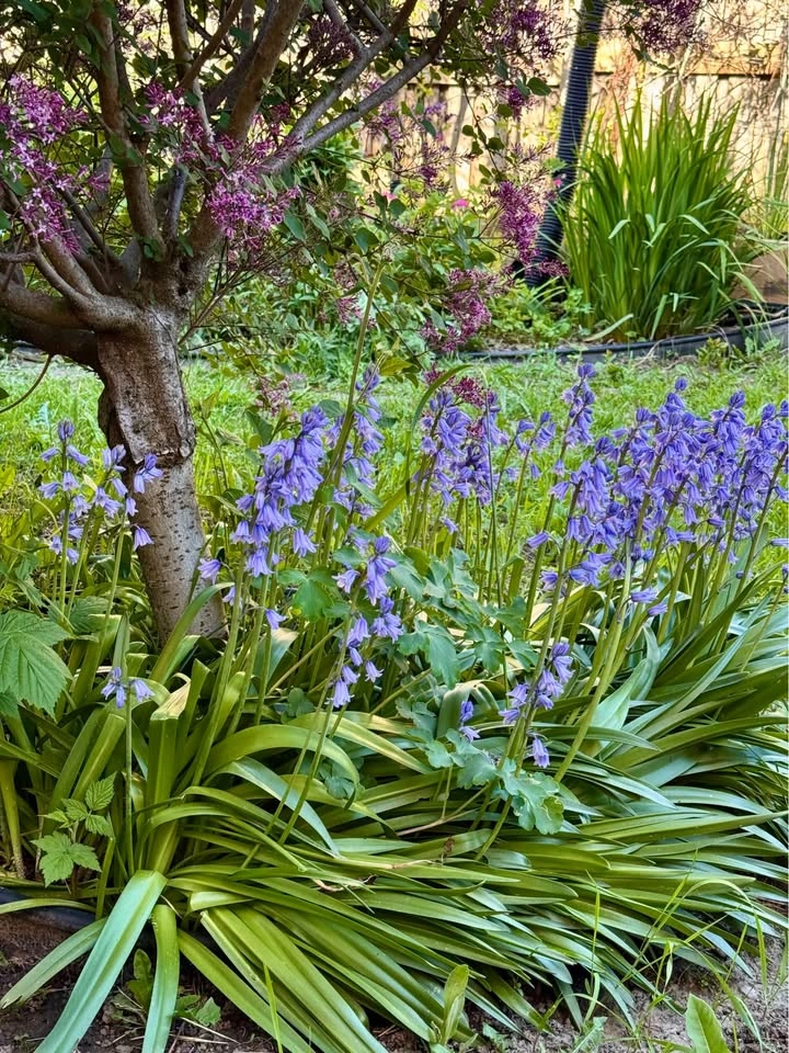 Spanish Bluebells