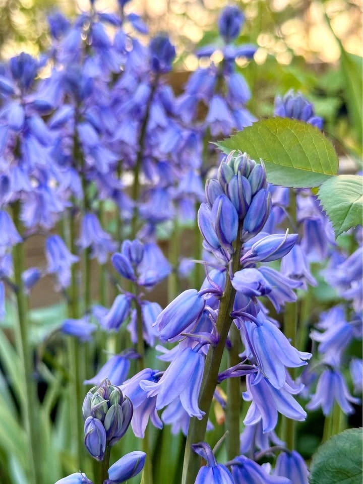 Spanish Bluebells - photo 2