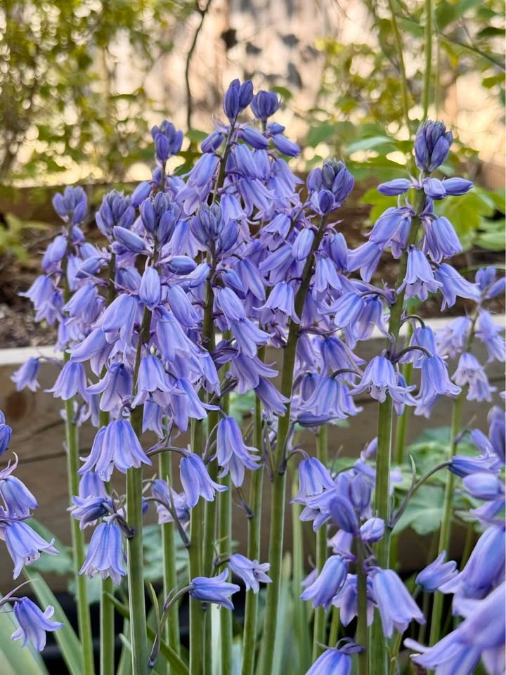 Spanish Bluebells - photo 3