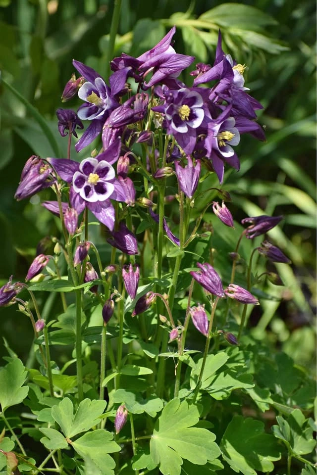 Purple Columbine Plants