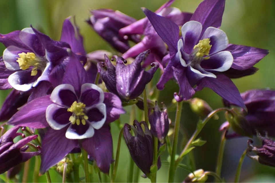 Purple Columbine Plants - photo 2