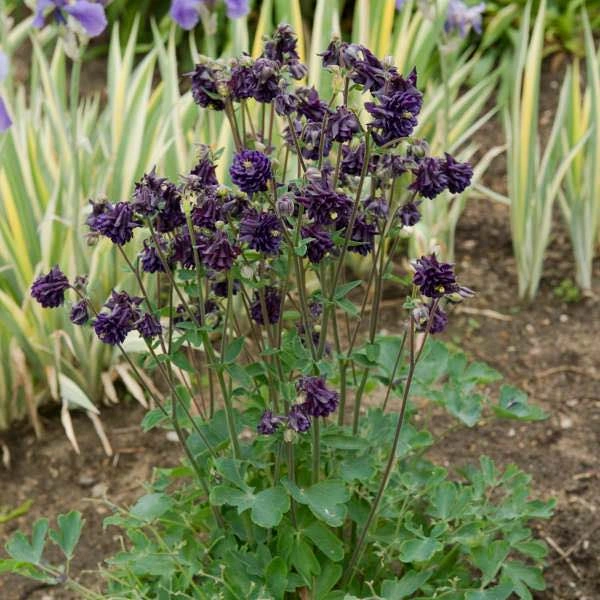 Purple Columbine Plants - photo 3