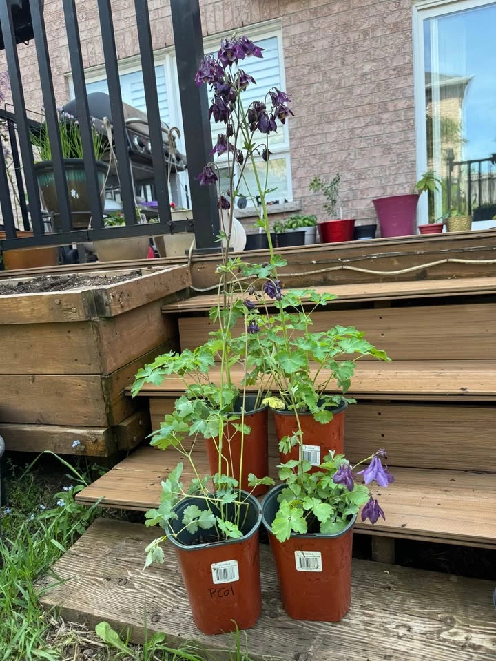 Purple Columbine Plants - photo 4