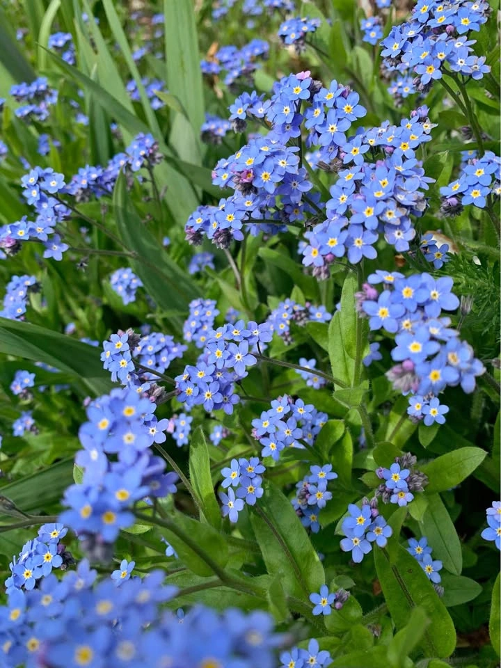 Forget Me Not Flowers