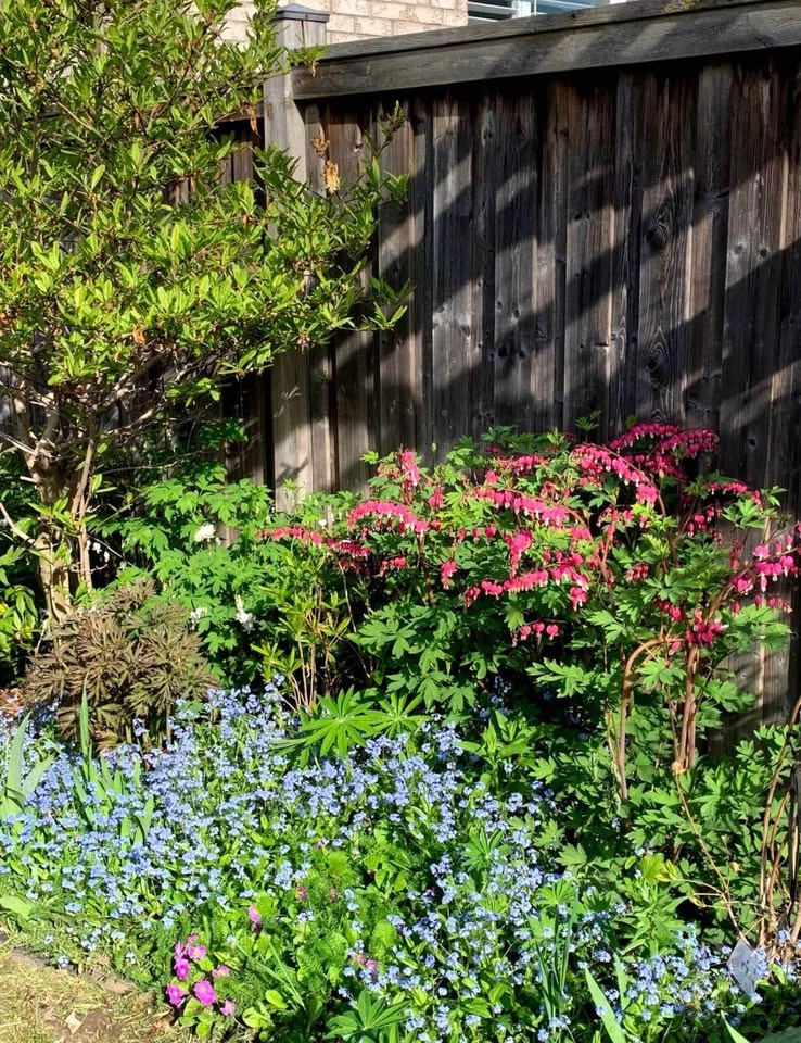 Forget Me Not Flowers - photo 3