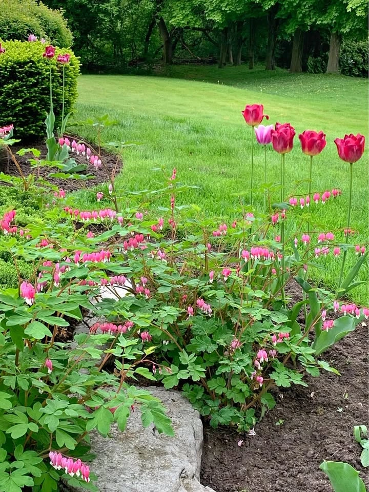 Pink Bleeding Hearts