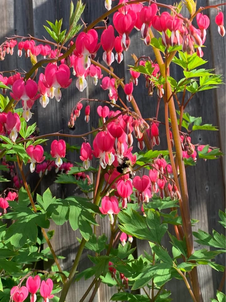 Pink Bleeding Hearts - photo 2