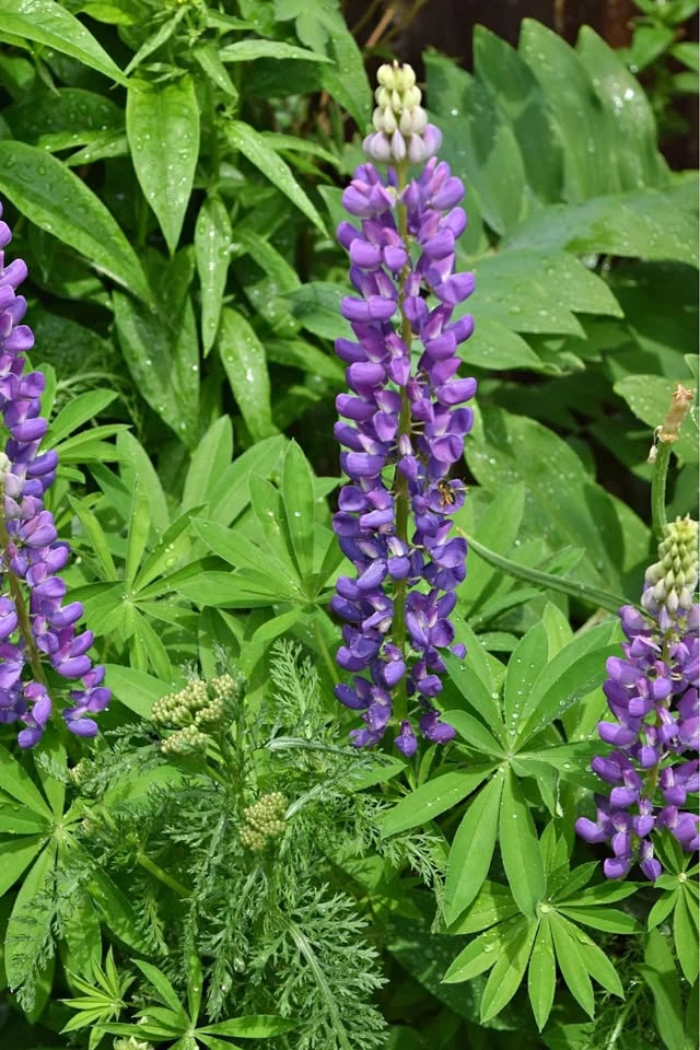 Potted Lupin Plants