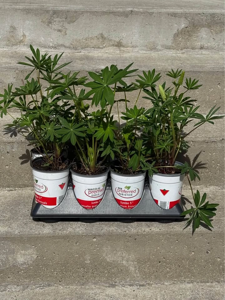 Potted Lupin Plants - photo 2