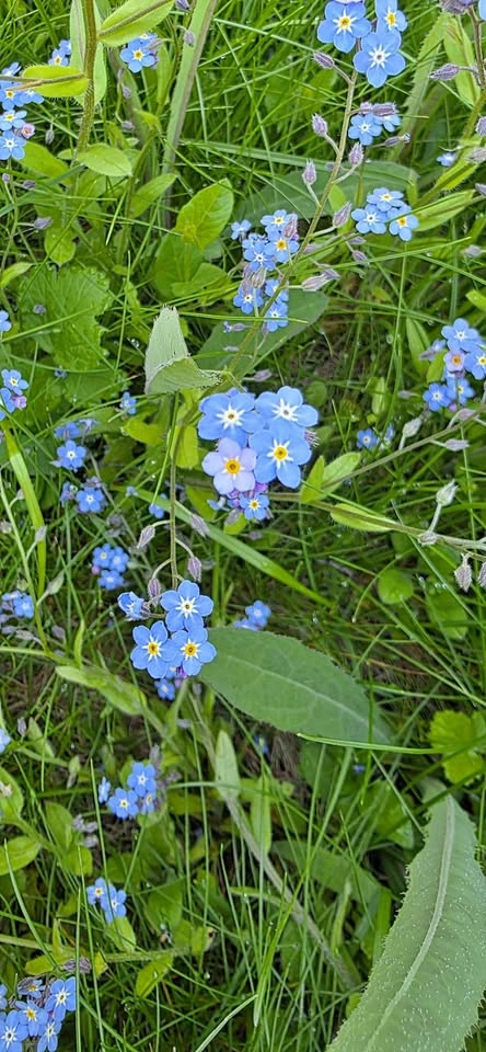 Forget-Me-Not Flowers