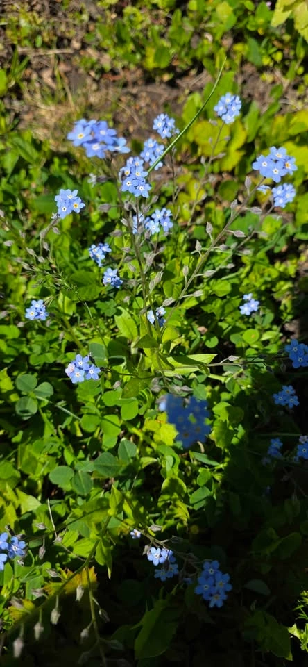Forget-Me-Not Flowers - photo 2