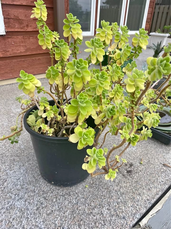 Potted cuban oregano Plant