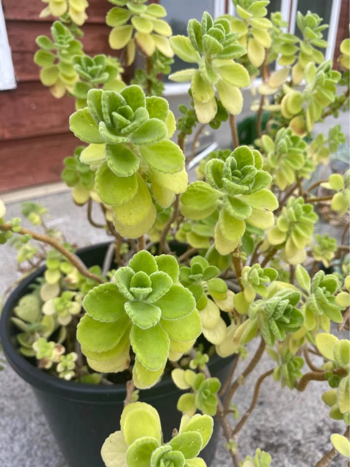 Potted cuban oregano Plant - photo 2