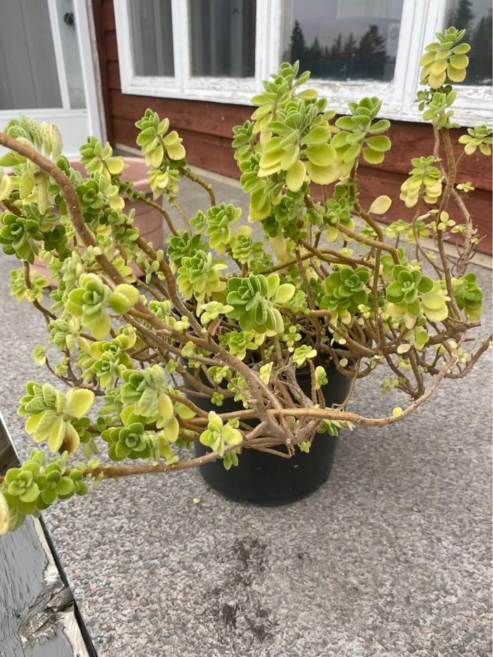 Potted cuban oregano Plant - photo 3