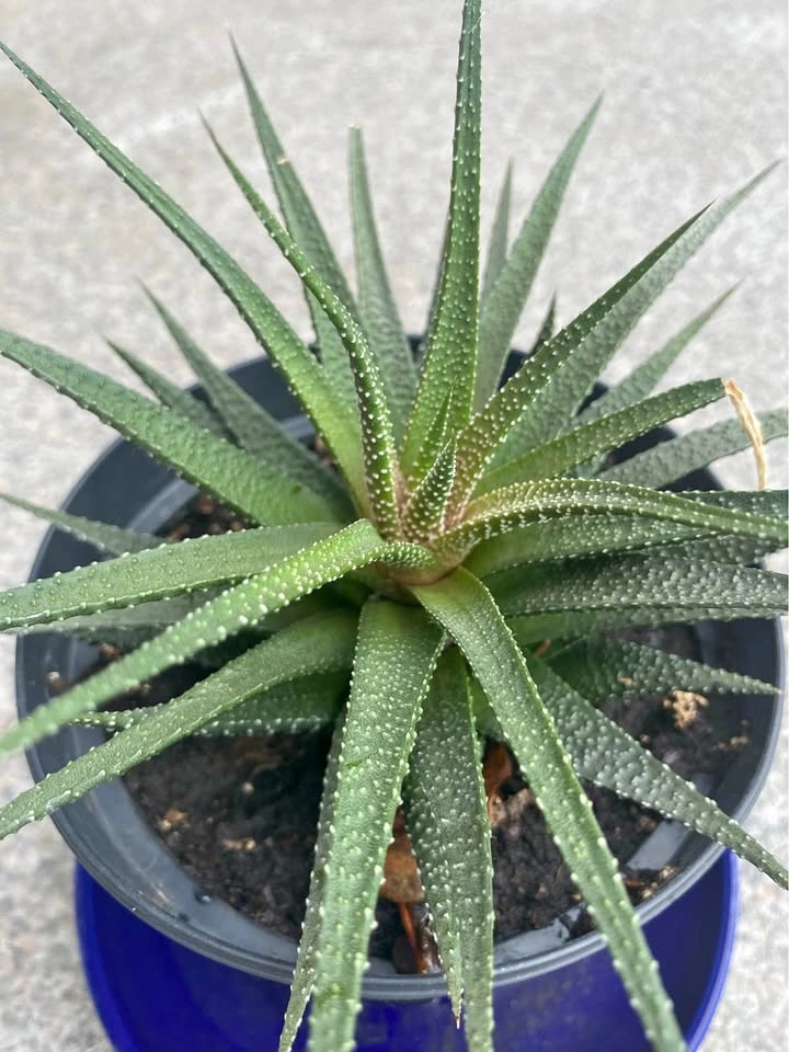 Haworthia succulent plant