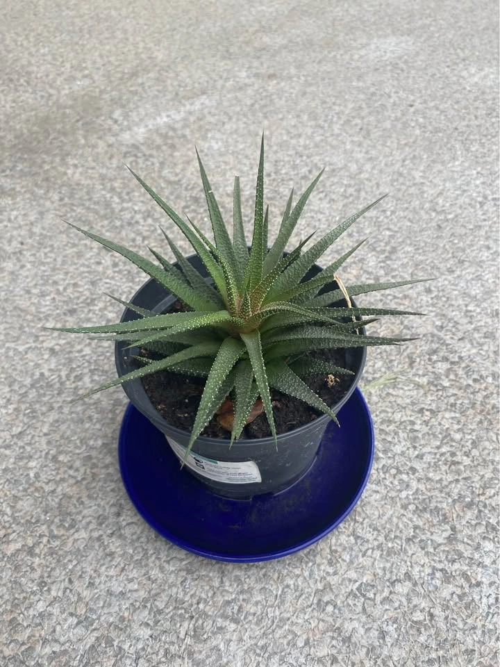 Haworthia succulent plant - photo 2