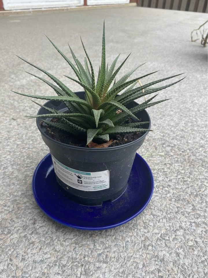 Haworthia succulent plant - photo 3