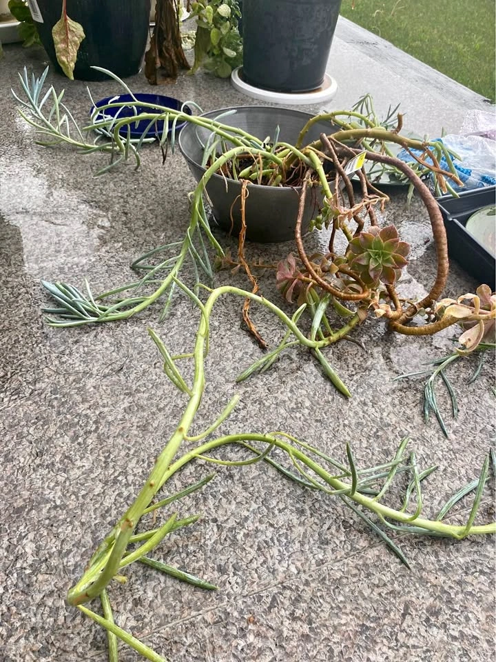 Succulent plants Blue Chalksticks and others