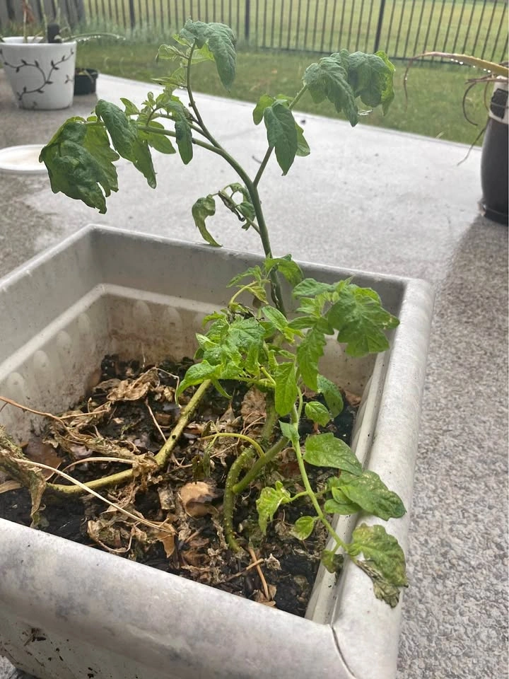 Potted cucumber Plant