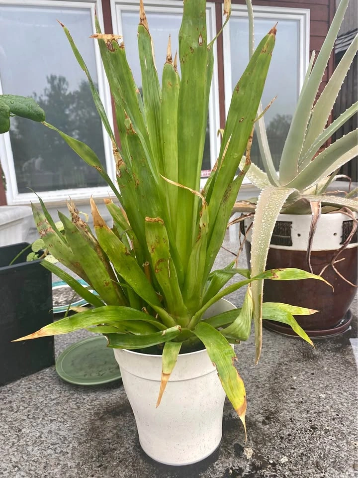 Potted Houseplant