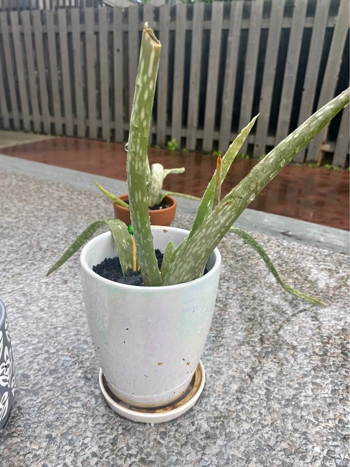 Potted Aloe Vera Plants