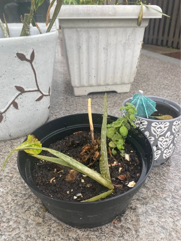 Potted Aloe Vera Plants - photo 2