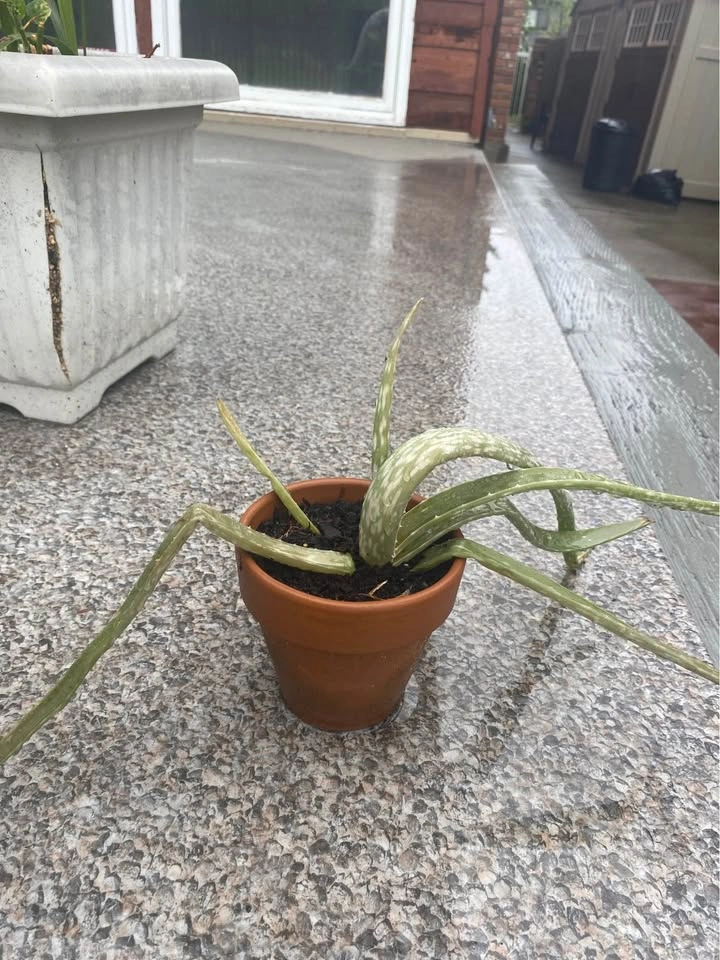 Potted Aloe Vera Plants - photo 3