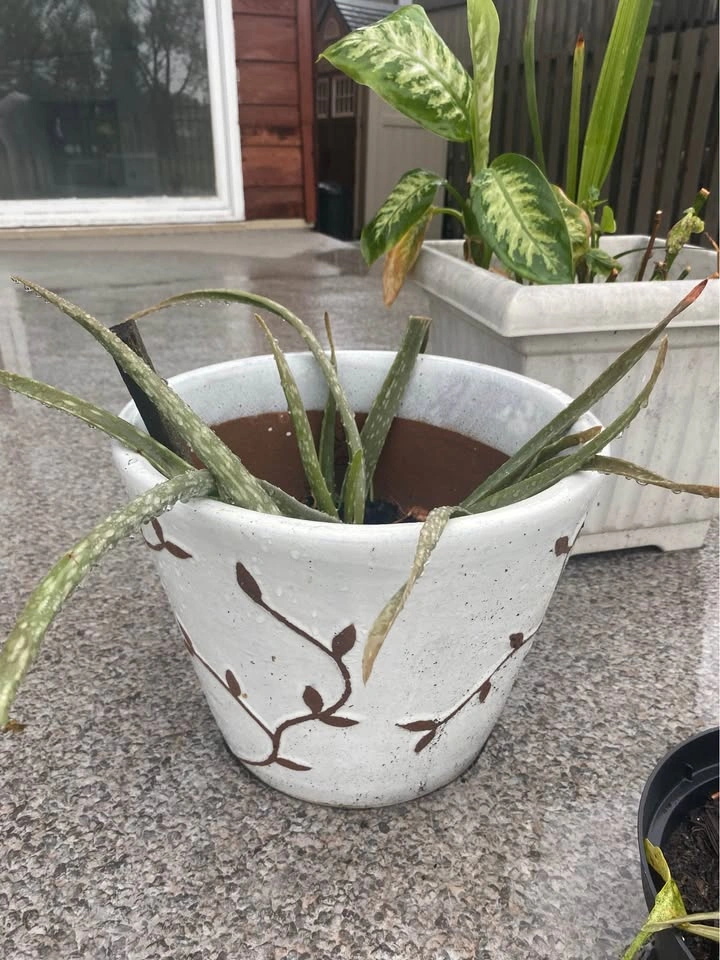 Potted Aloe Vera Plants - photo 4