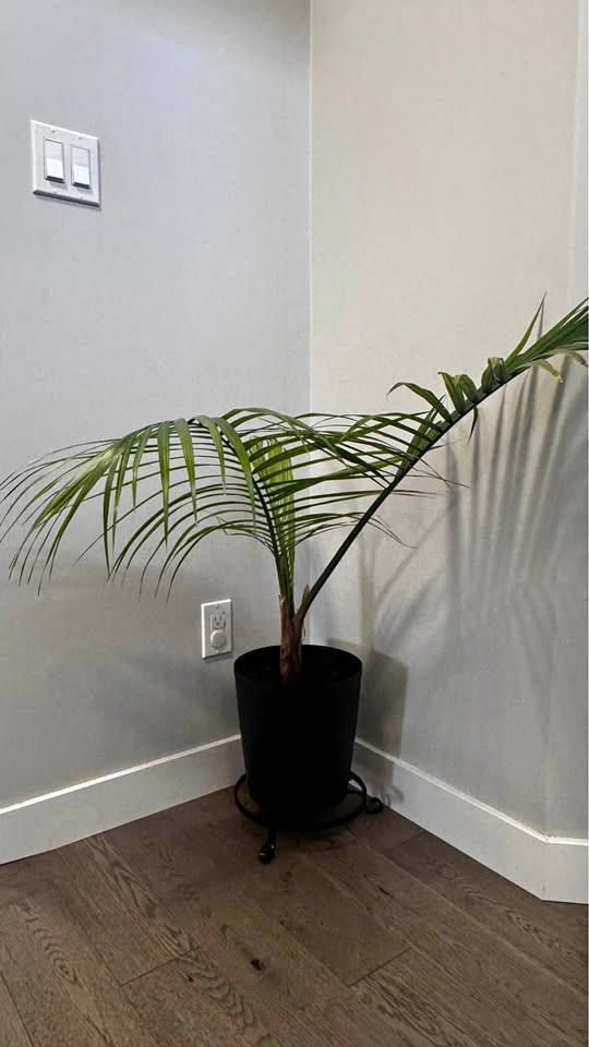 MAJESTY PALM PLANT (10″ POT)