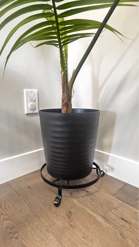 MAJESTY PALM PLANT (10″ POT) - photo 2