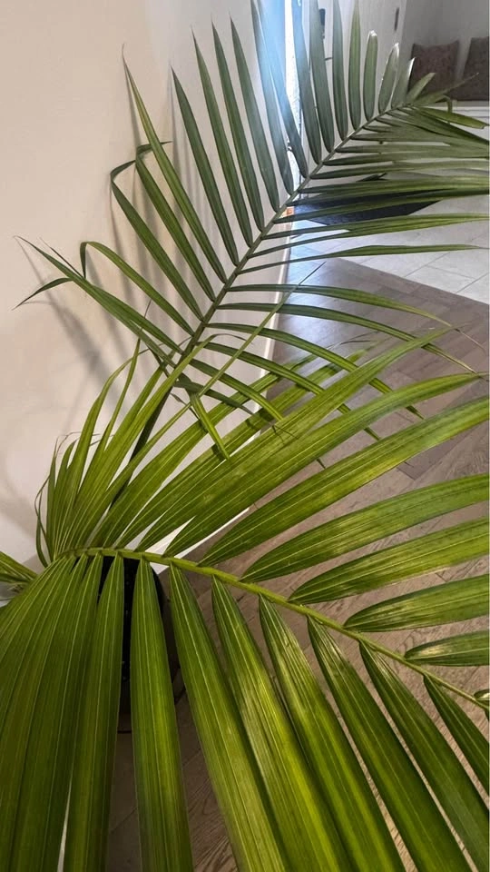 MAJESTY PALM PLANT (10″ POT) - photo 3