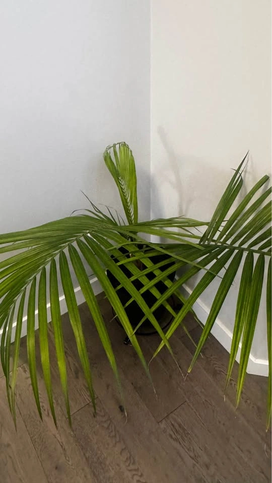 MAJESTY PALM PLANT (10″ POT) - photo 4