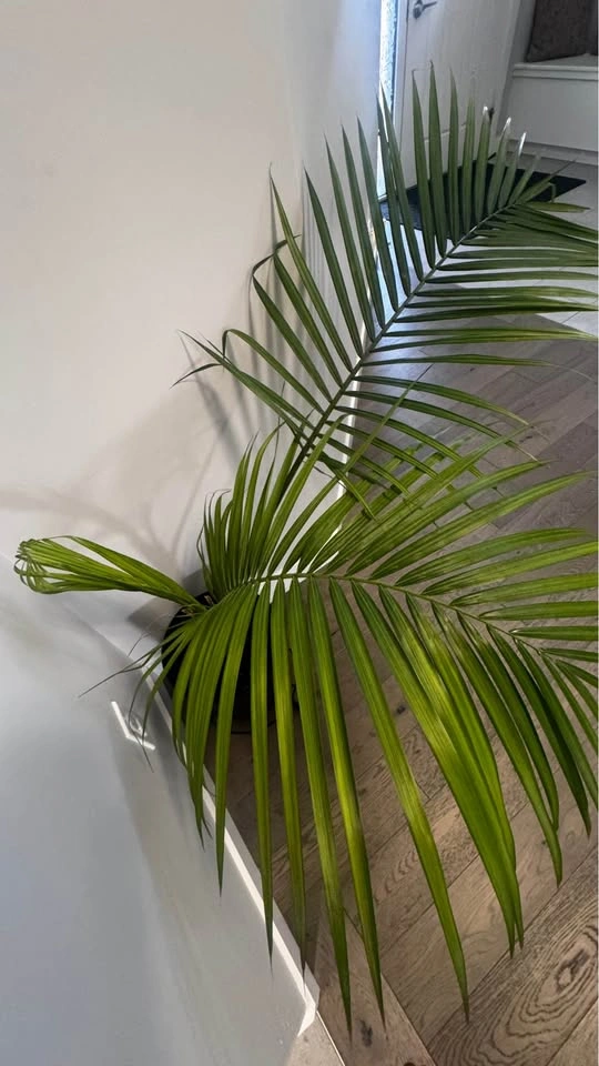 MAJESTY PALM PLANT (10″ POT) - photo 5