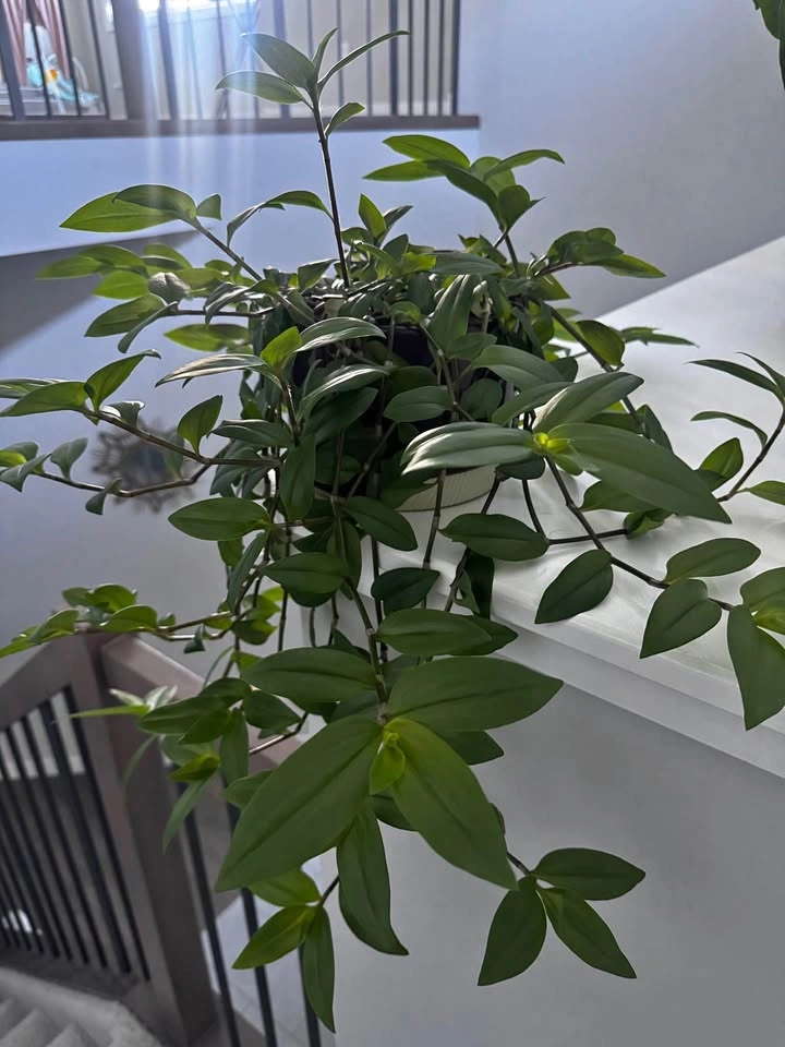 DECORATED LEAF PLANT POT
