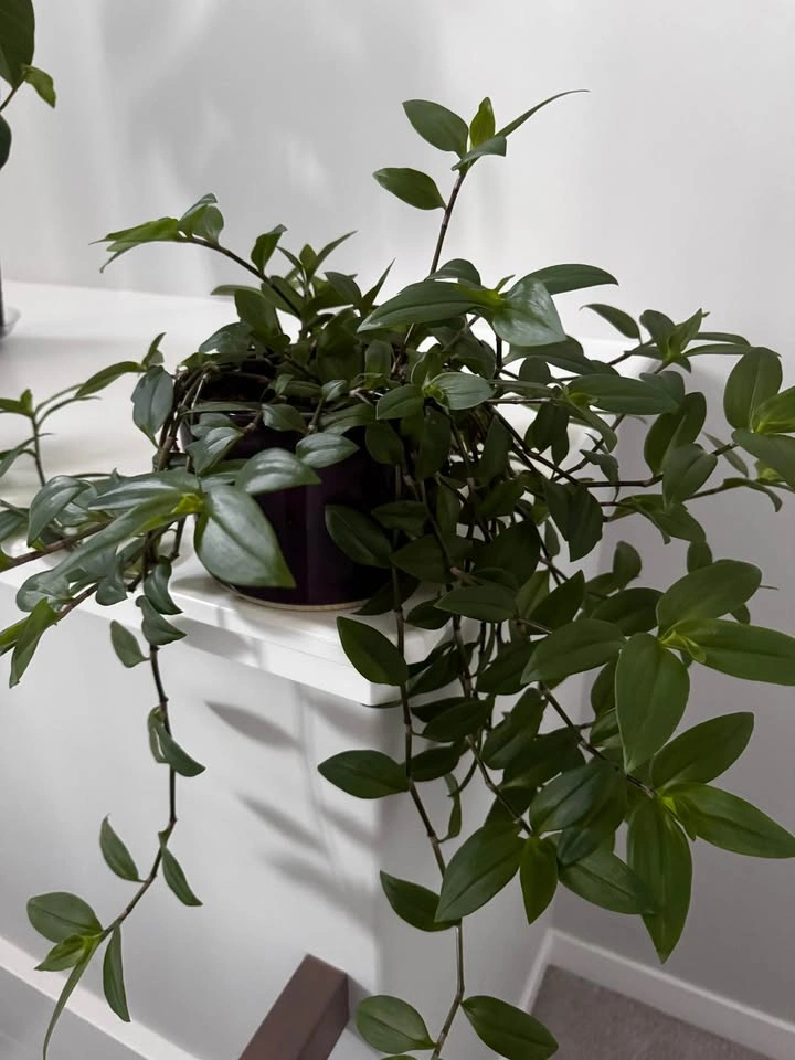 DECORATED LEAF PLANT POT - photo 2