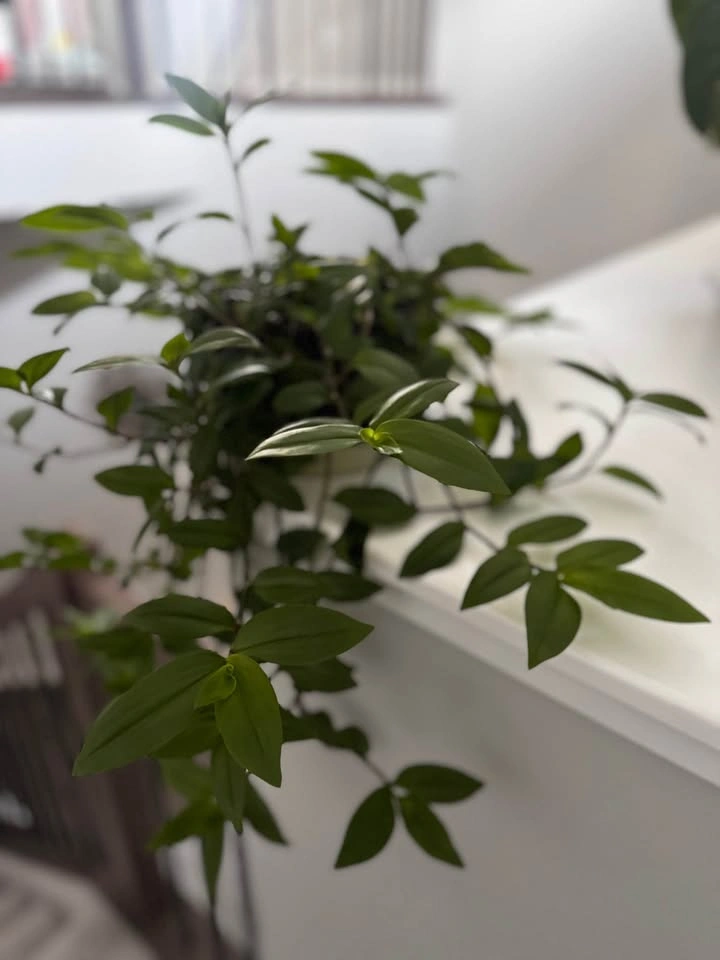 DECORATED LEAF PLANT POT - photo 3