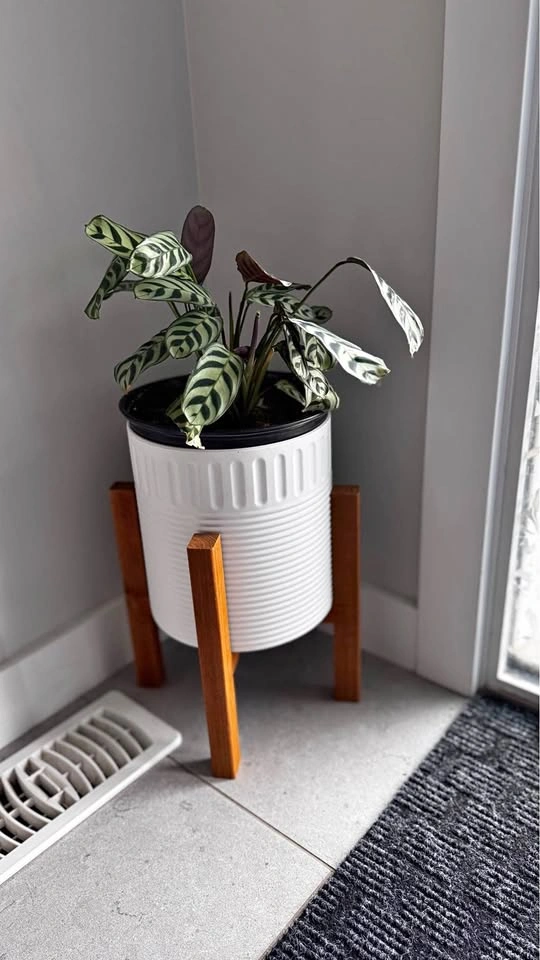 INDOOR OUTDOOR PLANT