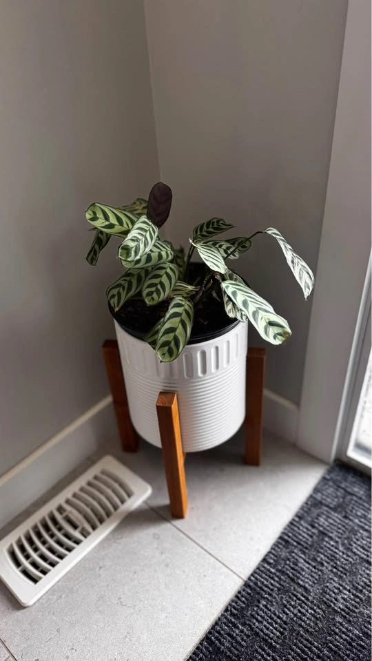 INDOOR OUTDOOR PLANT - photo 2