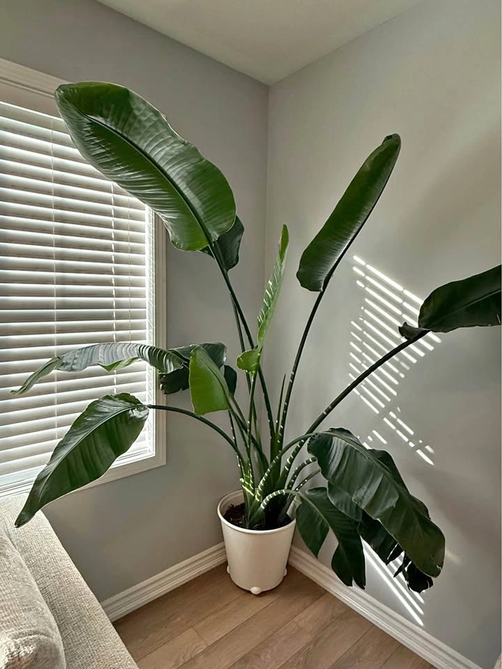 Large Bird of Paradise Plant